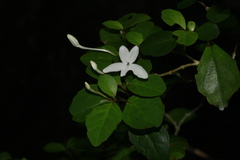 Pseuderanthemum
