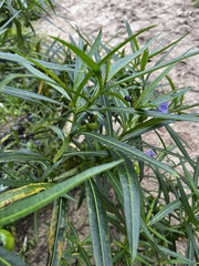 Solanum vescum