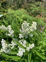 Sambucus gaudichaudiana