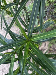 Solanum vescum