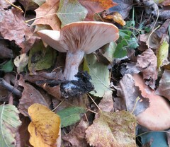 Lepista personata