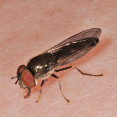 Platycheirus albimanus