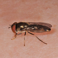 Platycheirus albimanus