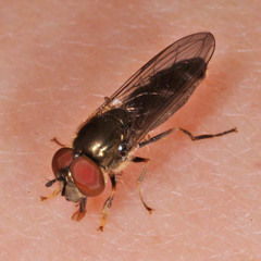 Platycheirus albimanus