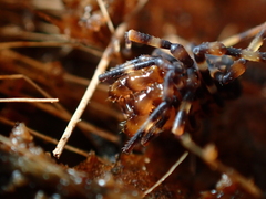 Triaenonychidae