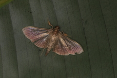 Herpetogramma decora