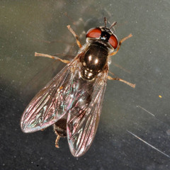 Platycheirus albimanus