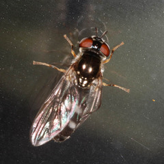 Platycheirus albimanus