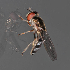 Platycheirus albimanus