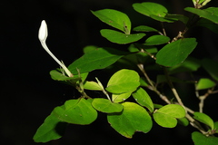 Pseuderanthemum