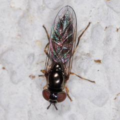 Platycheirus albimanus