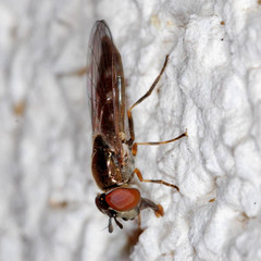 Platycheirus albimanus