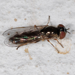 Platycheirus albimanus