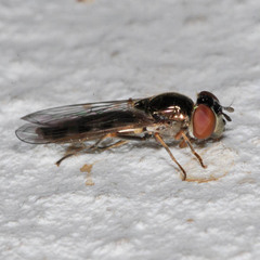 Platycheirus albimanus