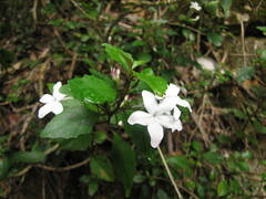Pseuderanthemum repandum