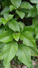 Dendrocnide meyeniana