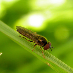Platycheirus