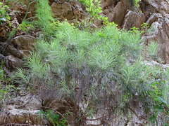 Ptilostemon chamaepeuce