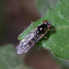 Platycheirus scutatus