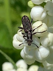 Sambucus gaudichaudiana