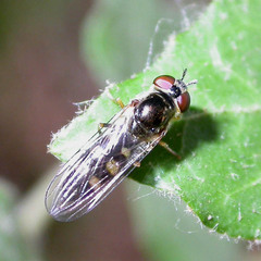 Platycheirus scutatus