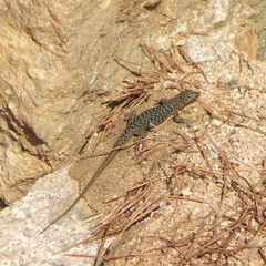 Archaeolacerta bedriagae