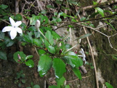 Pseuderanthemum repandum