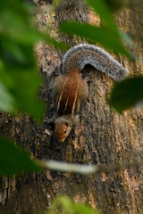 Funambulus tristriatus