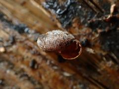 Phenacohelicinae