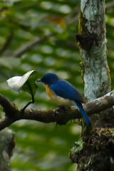 Cyornis tickelliae