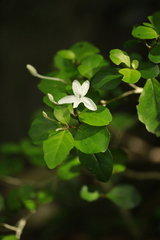 Pseuderanthemum