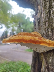 Inonotus hispidus