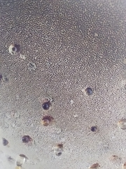 Inonotus hispidus