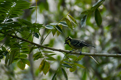 Machlolophus aplonotus