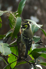 Machlolophus aplonotus