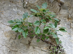 Staehelina petiolata