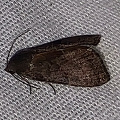 Galgula partita