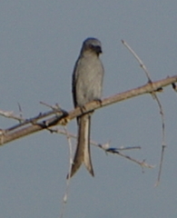 Dicrurus leucophaeus