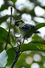 Machlolophus aplonotus