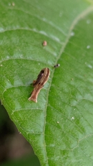 Sterrhinae