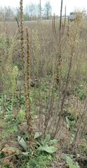 Verbascum densiflorum