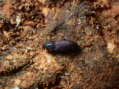 Pycnomerus depressiusculus