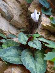 Cyclamen creticum