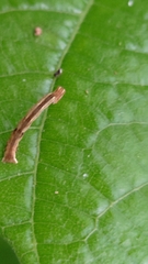 Sterrhinae