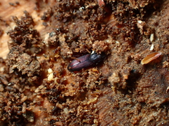 Pycnomerus depressiusculus