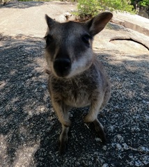 Petrogale mareeba