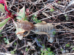 Gryllotalpa vineae