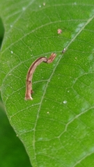 Sterrhinae