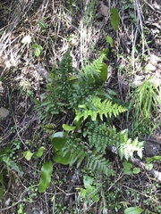Asplenium appendiculatum maritimum