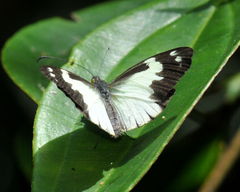 Dismorphia lewyi